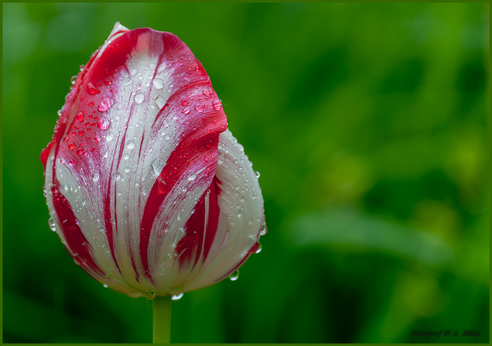 Tulpe