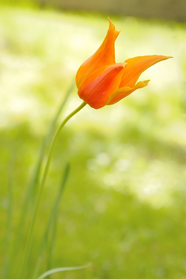 Tulpe