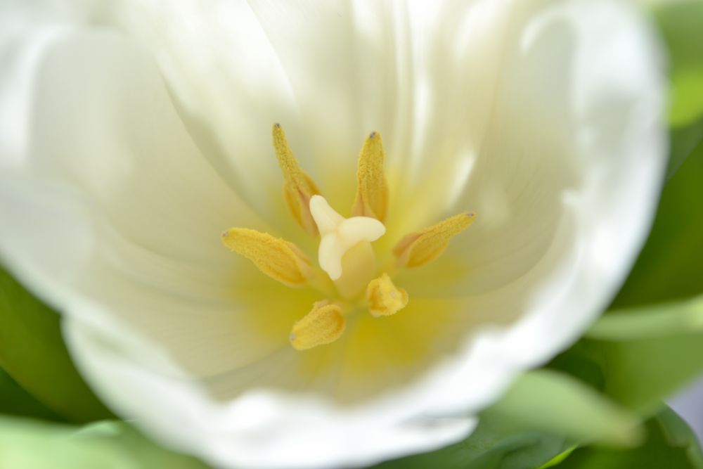 Tulpe