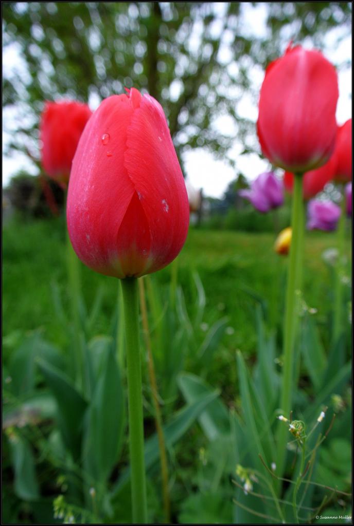Tulpe