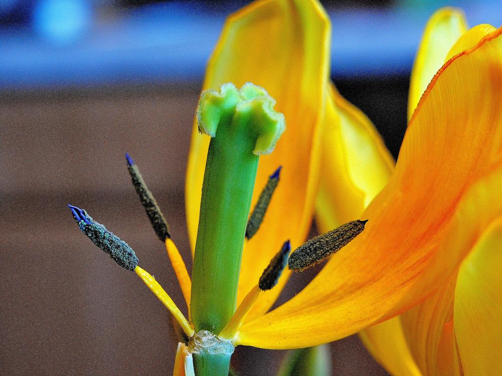 Tulpe