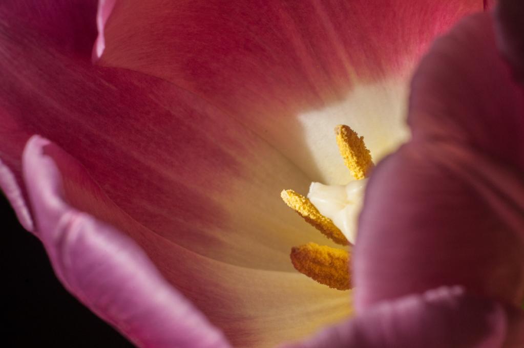 Tulpe