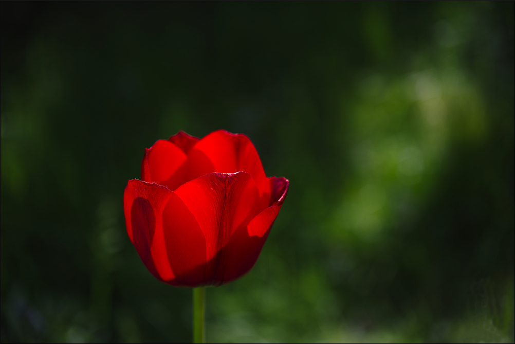 Tulpe