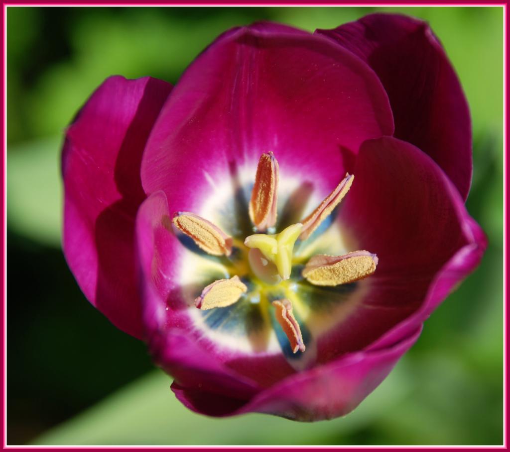 tulpe