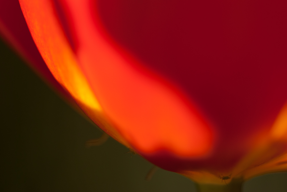 Tulpe
