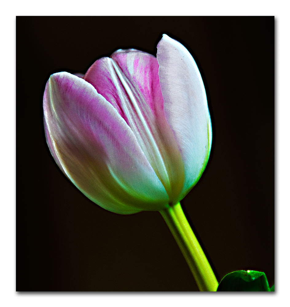 Tulpe