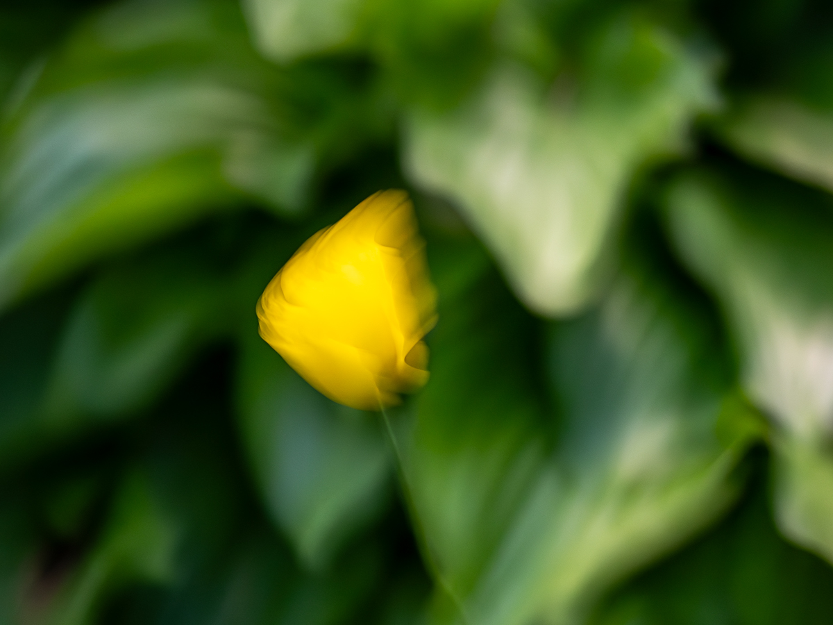 Tulpe
