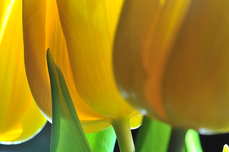 Tulpe