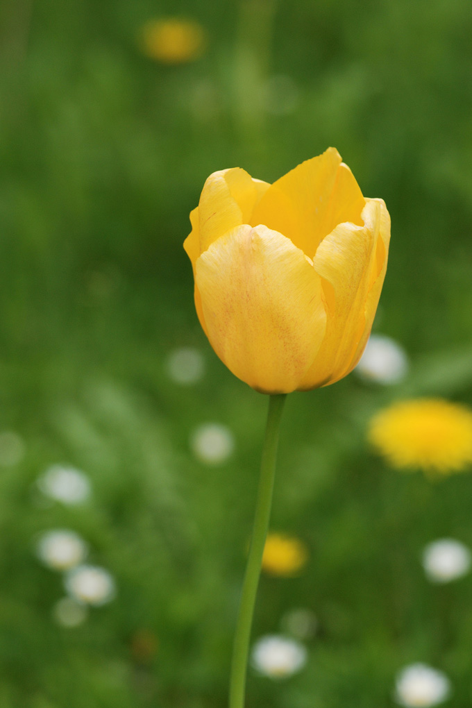 Tulpe