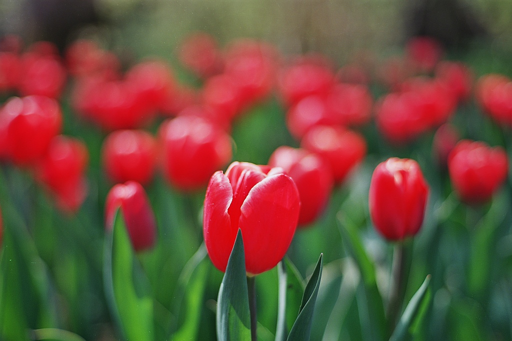Tulpe1