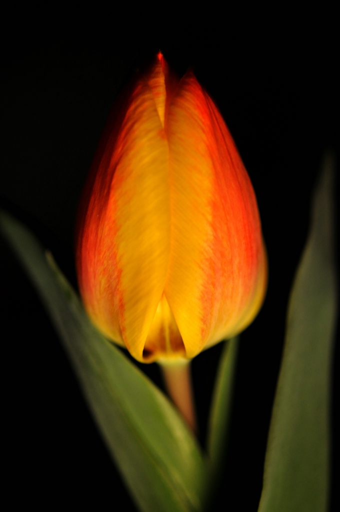 Tulpe2