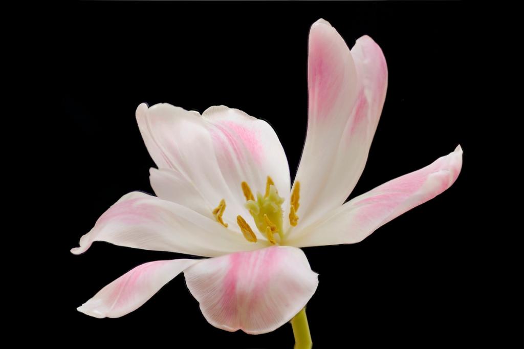 Tulpe2k