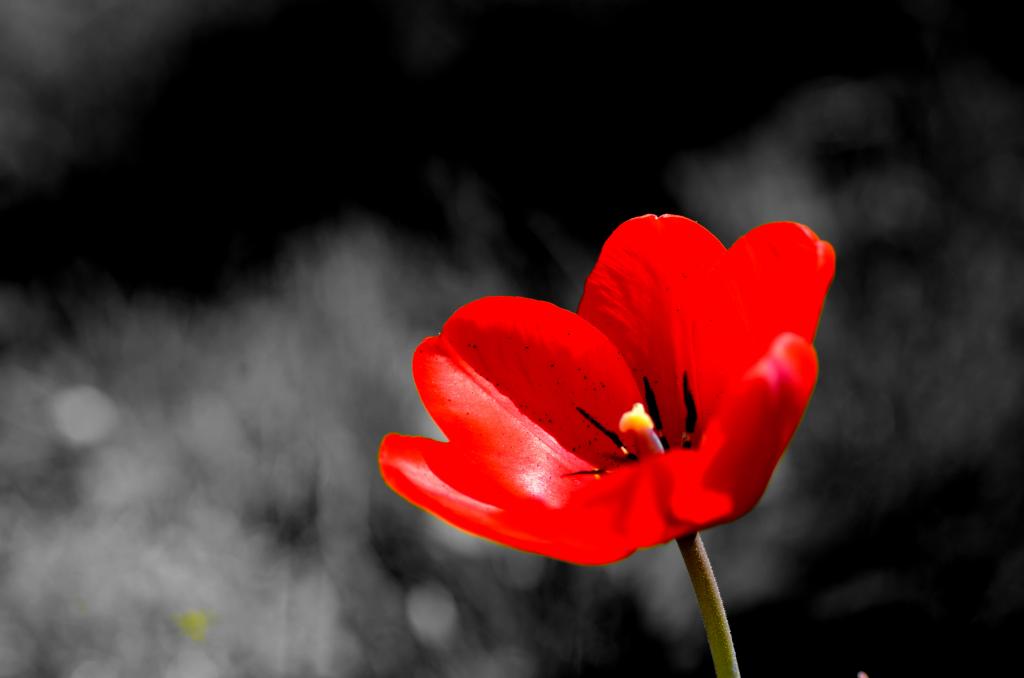 Tulpe5