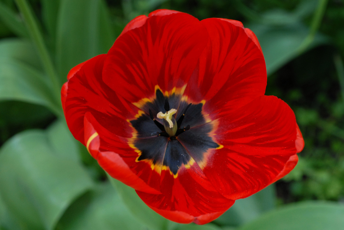 tulpe_1200.jpg