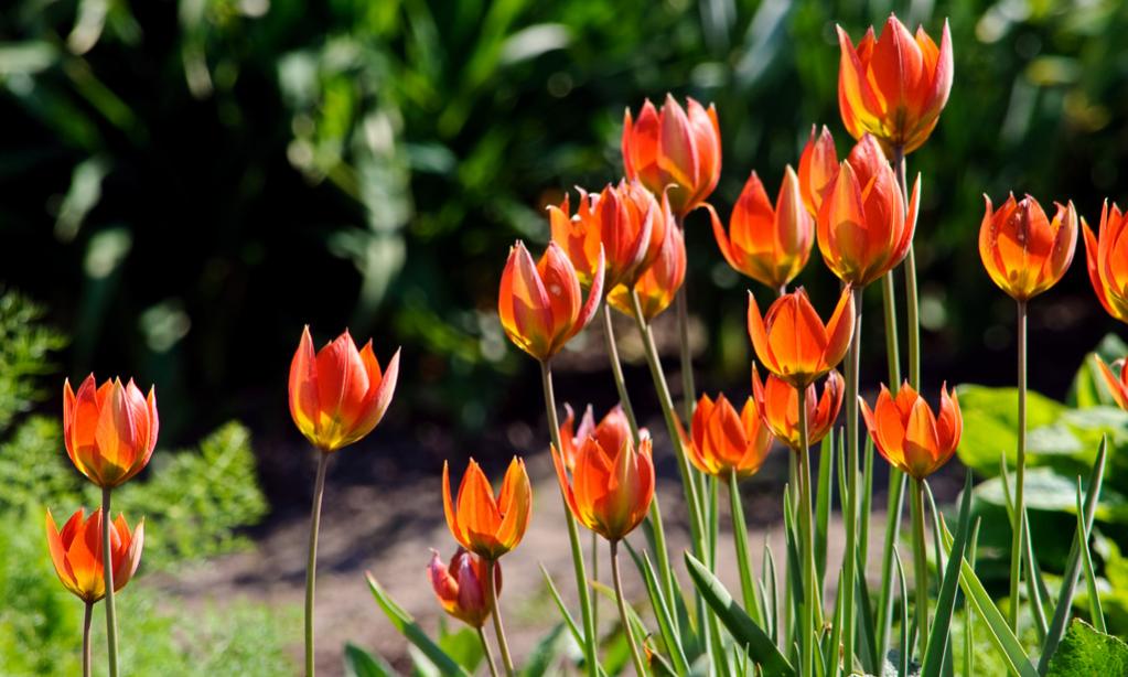 Tulpen 1
