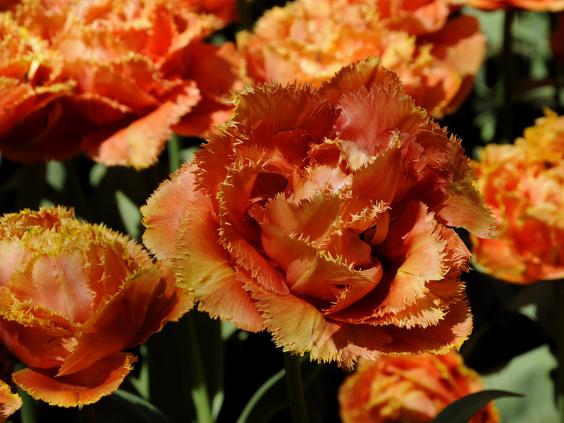 Tulpen ( 18-200 )