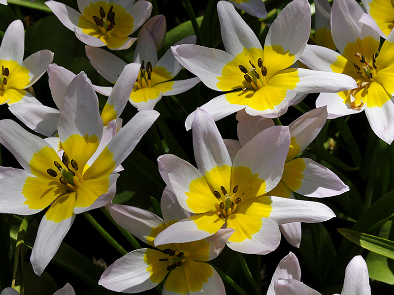 Tulpen ( 18-200 )