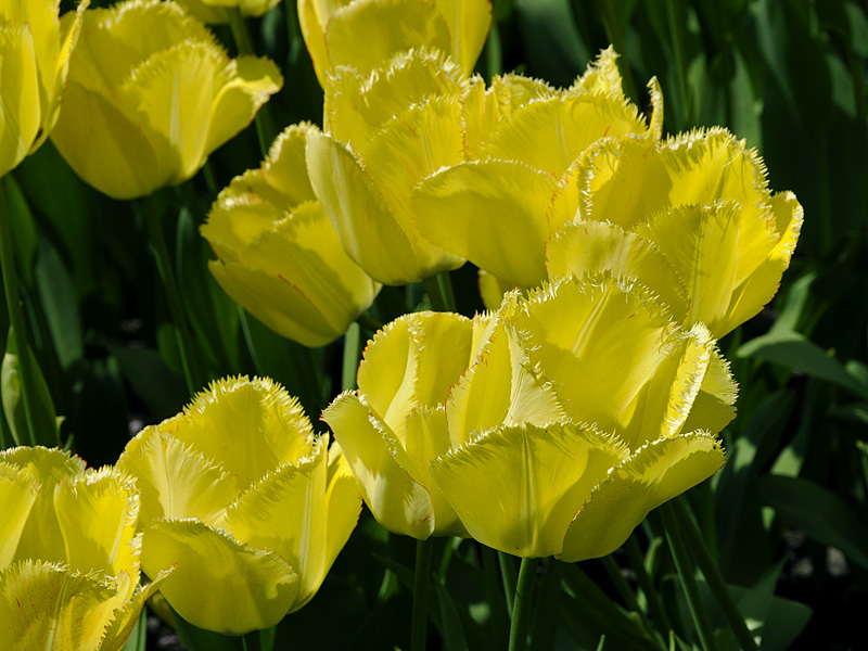Tulpen ( 18-200 )