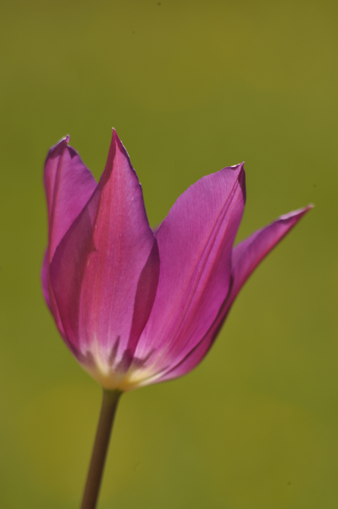 Tulpen 2