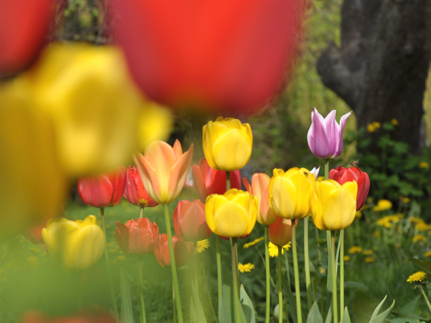 Tulpen 2010