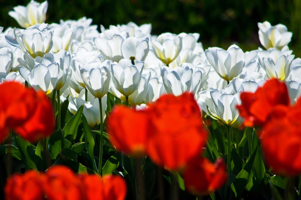 tulpen 3