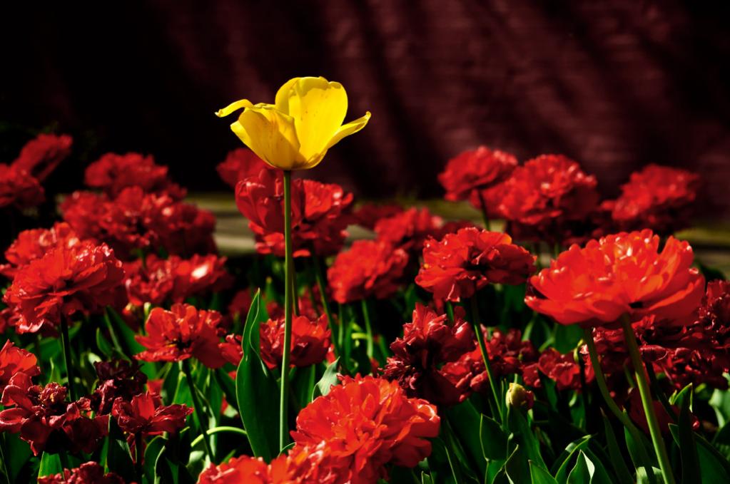 Tulpen 4