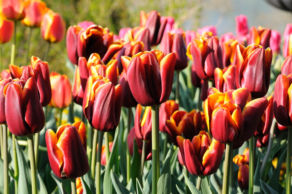 Tulpen auf der Mainau
DSC 1714