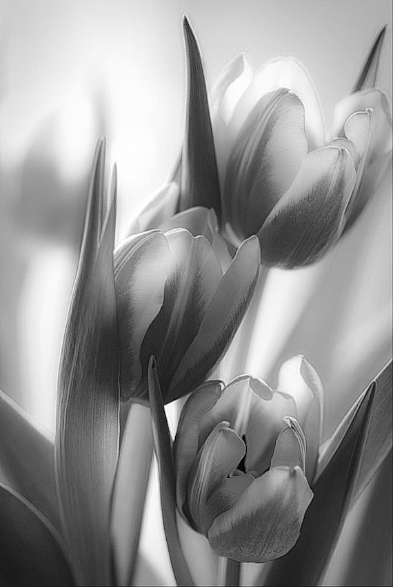 Tulpen aus Amsterdam.jpg