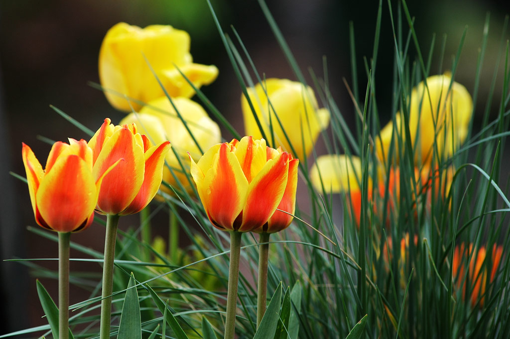Tulpen aus Amsterdam