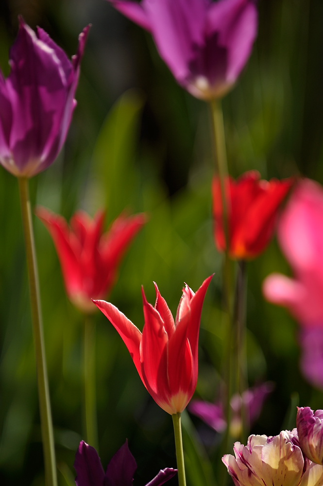 Tulpen DSC2570