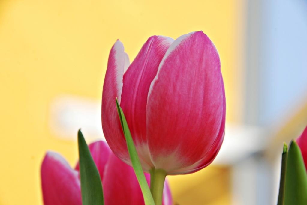Tulpen im Frühjahr
