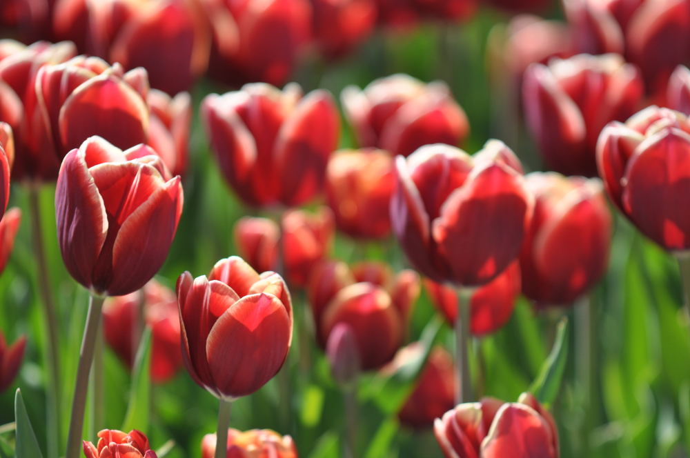 Tulpen in Egmond aan Zee