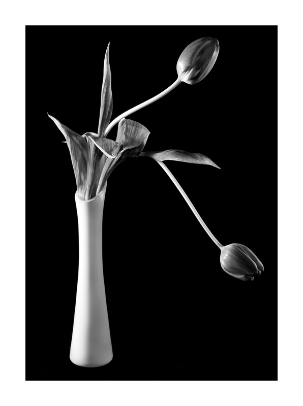 Tulpen in einer Vase klassisch