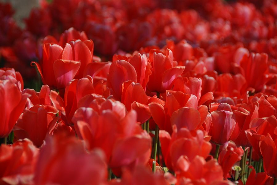 Tulpen in Istanbul