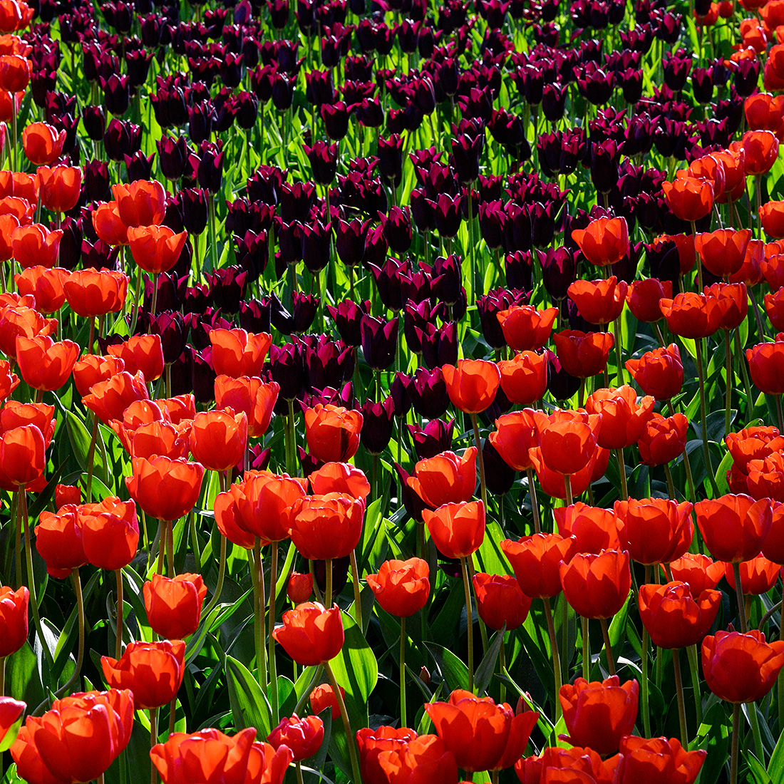 Tulpen.jpg