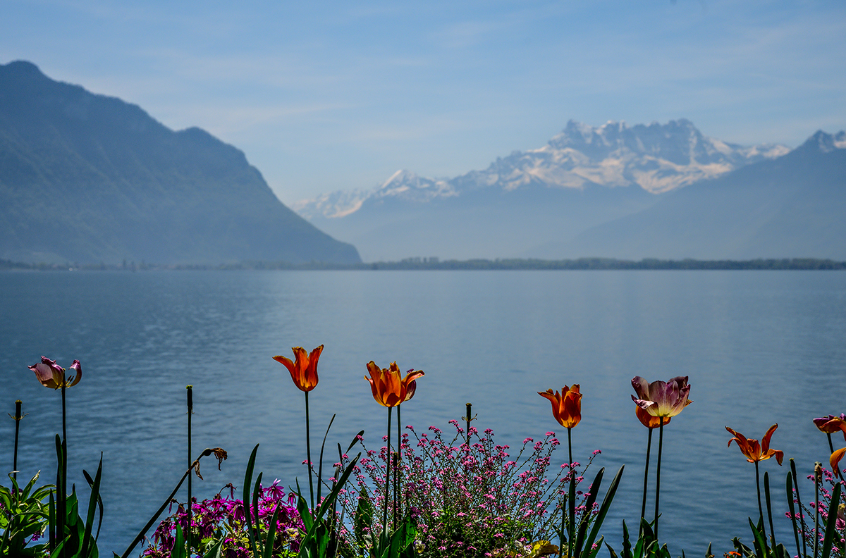 Tulpen.jpg