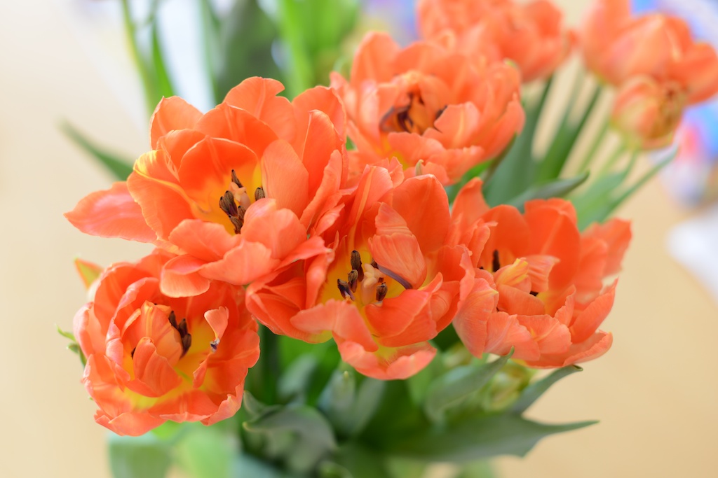Tulpen Mai 2013