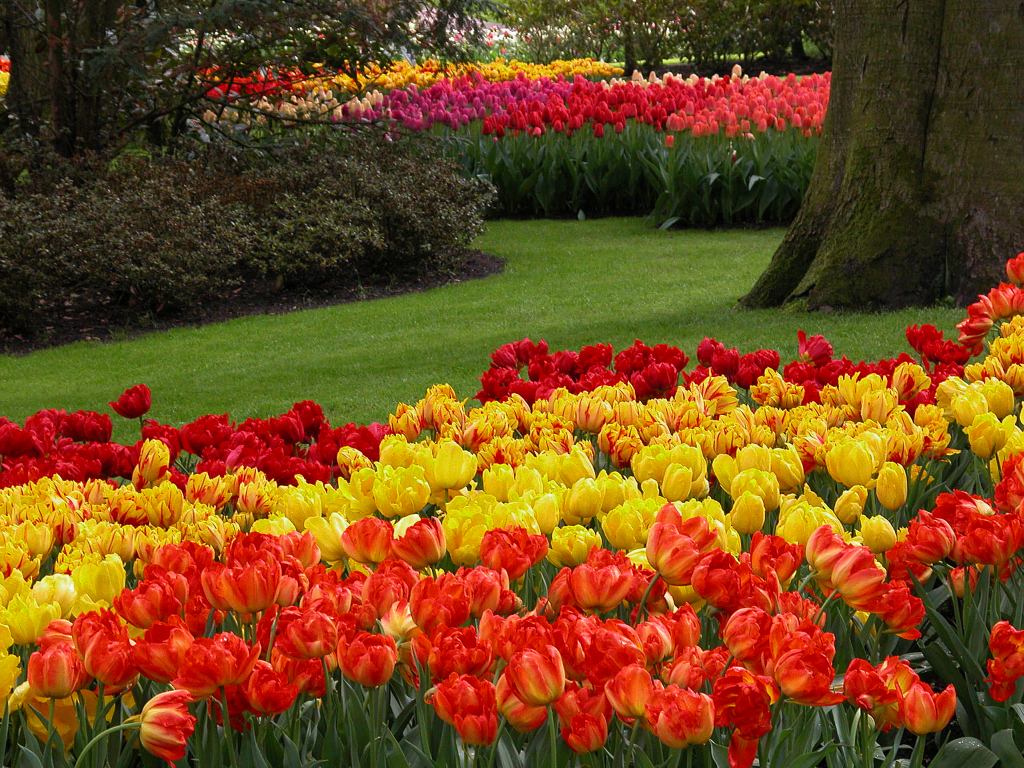 tulpen meer