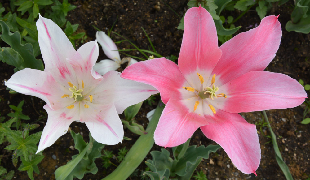 Tulpen - unvermeidlich