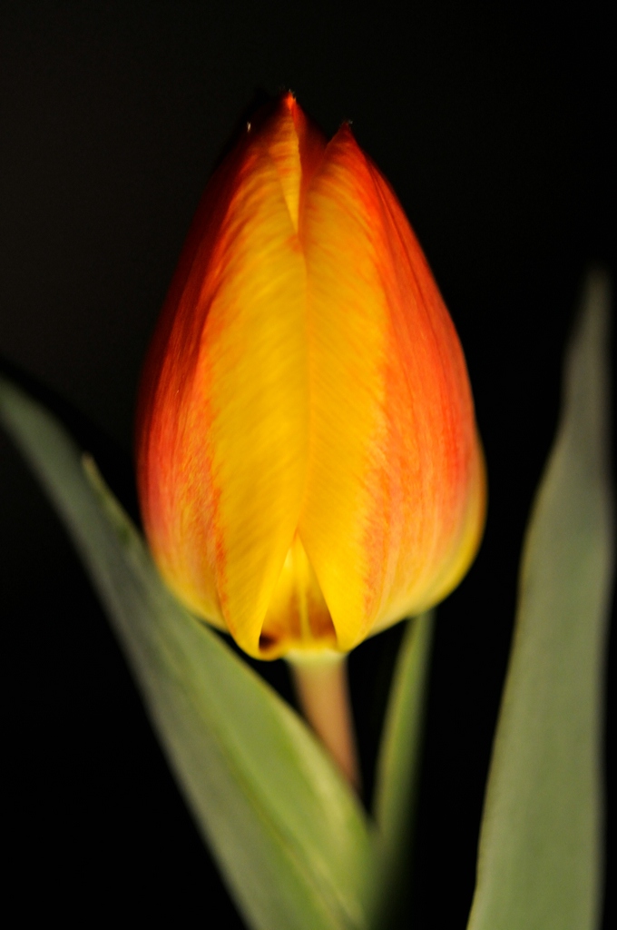 Tulpen Versuch