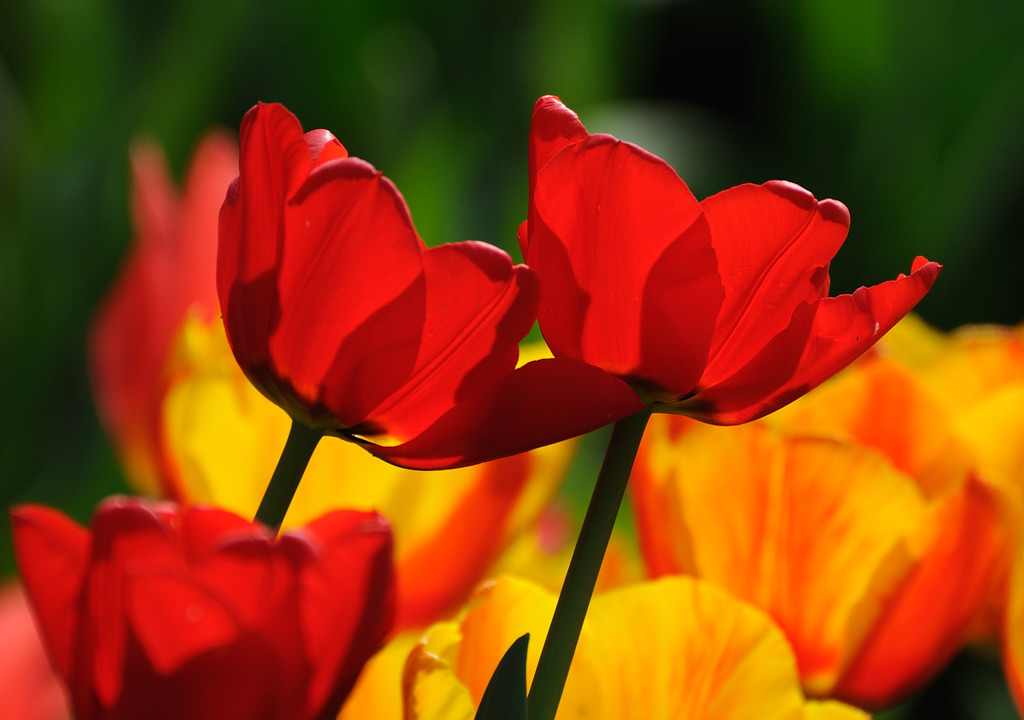 Tulpen