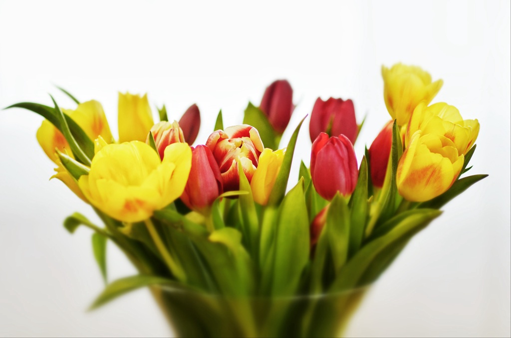 Tulpen