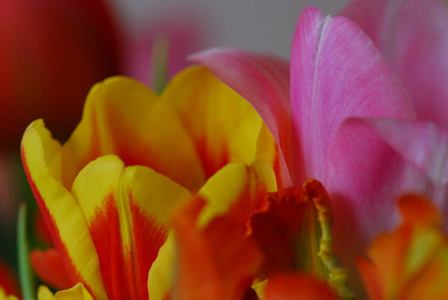 Tulpen