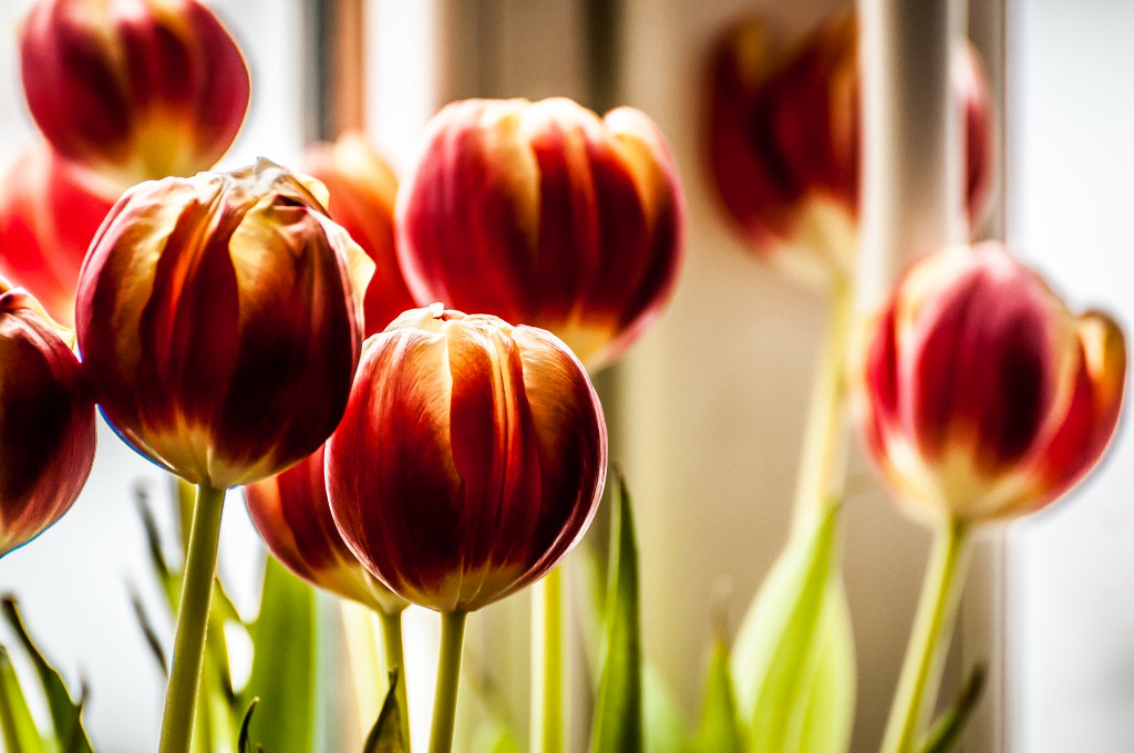 Tulpen