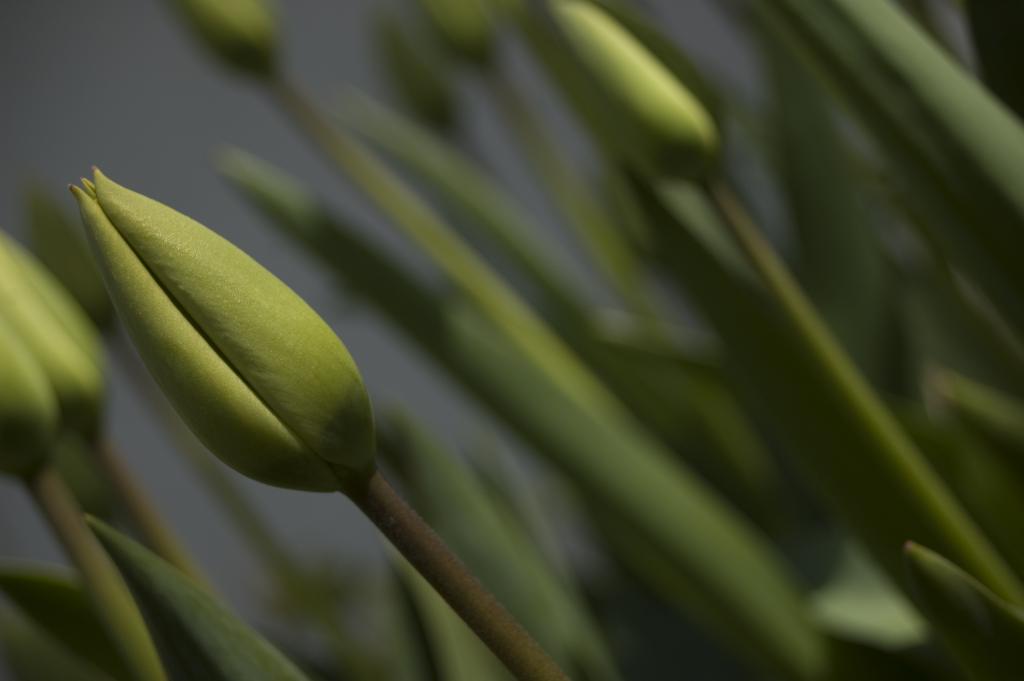 Tulpen