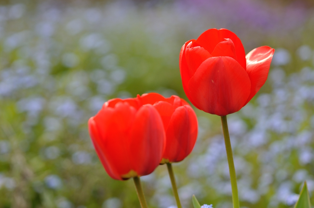 Tulpen