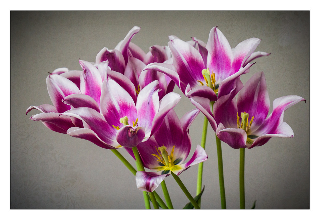 Tulpen