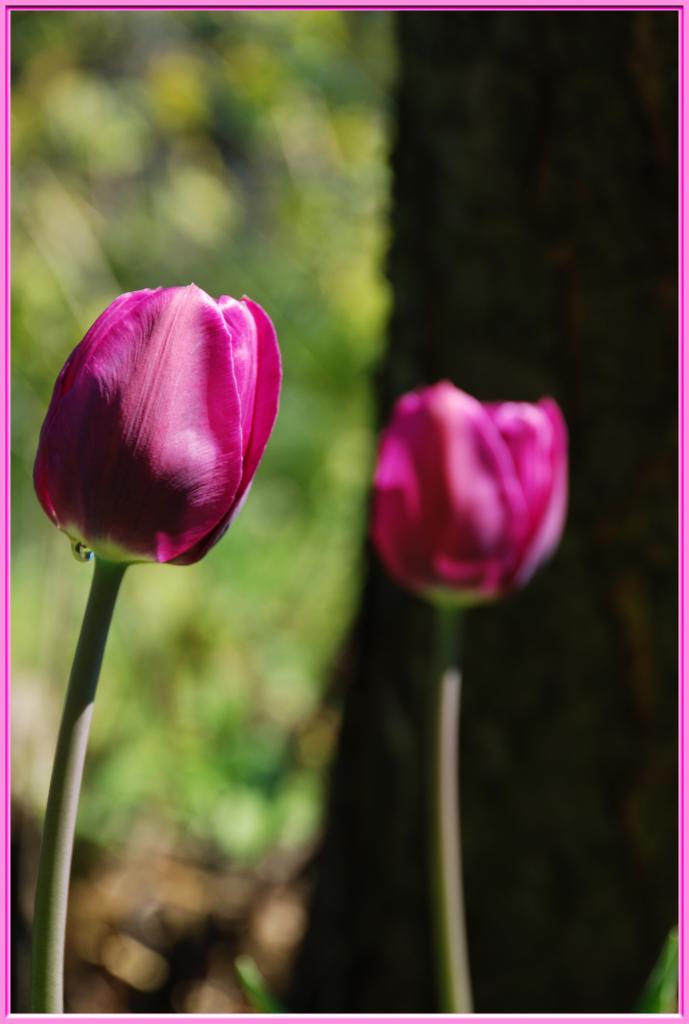 tulpen