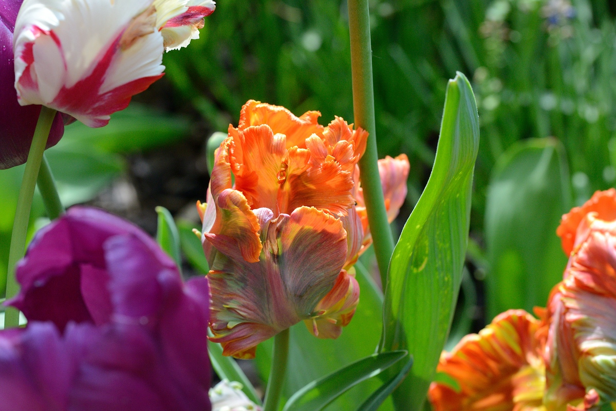 Tulpen