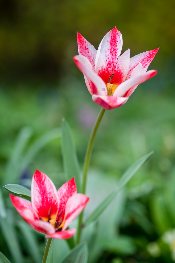 Tulpen